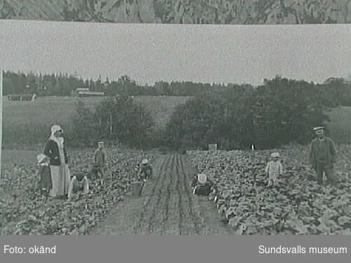 Repro av fotografiet ur skolkökslärarinnansViola Nygrens arkiv.Rotsaksodlingar i Tunadal, nödåret 1917.