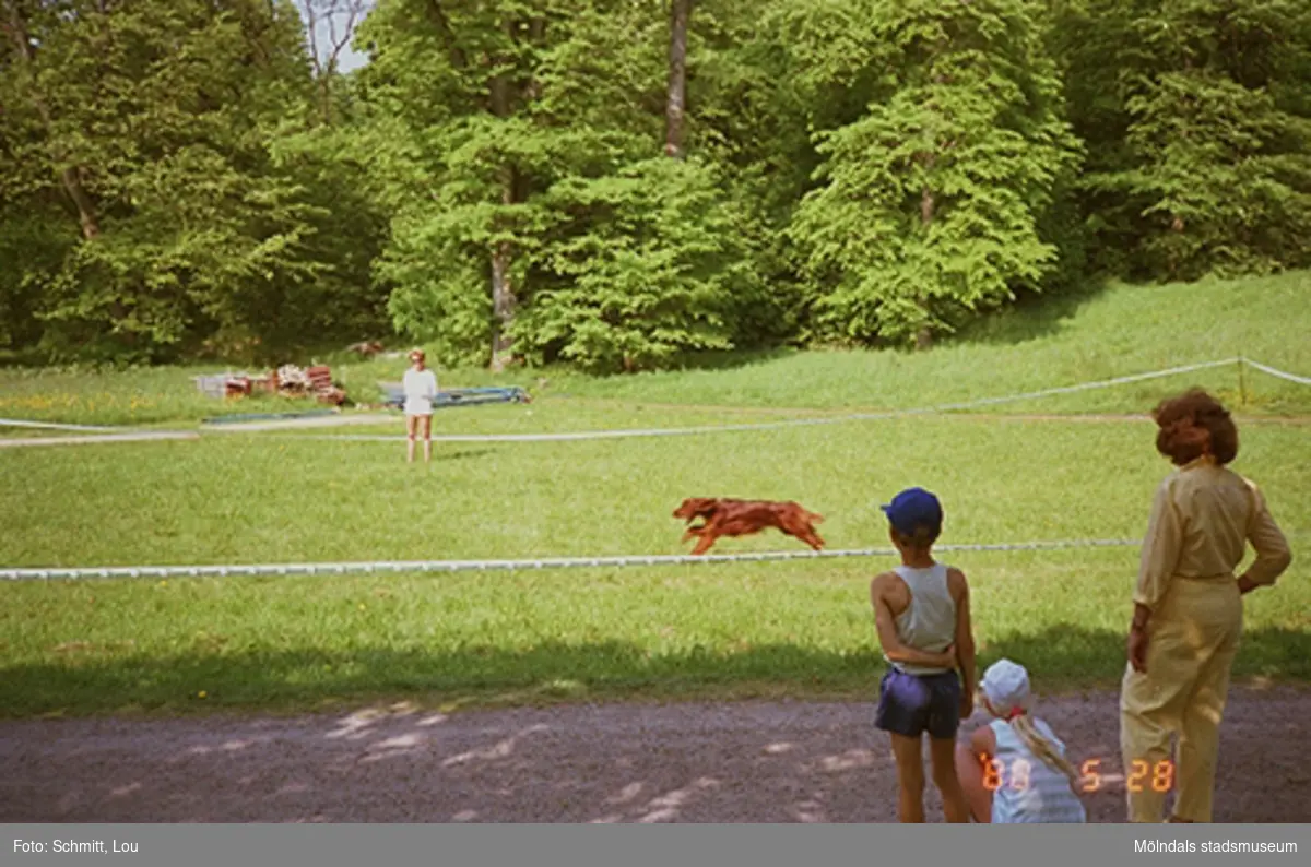 En rödbrun flatcoated retriever-hund springer inom en plastinhägnad hage. Några personer står utanför och ser på. Dagen till ära är det hunddressyr vid Gunnebo slott.