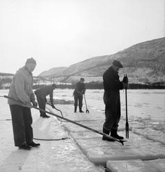 Isskjæring på Møkkelandsvannet, 1954. Isen skulle brukes hos