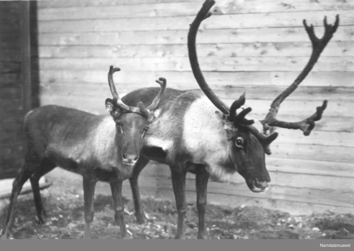 Namsos. Namdalsutstillingen 1934. To rein  på utstilling i den samiske delen.