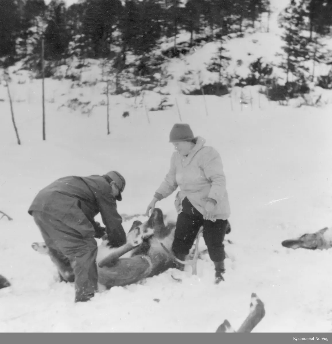 Johan Steinfjell og Marie Danebrog slakter rein - Kystmuseet Norveg ...