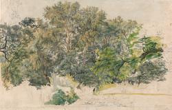 Skogsparti fra Prater i Wien [Tegning]