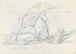 Brukket trestamme [Tegning]