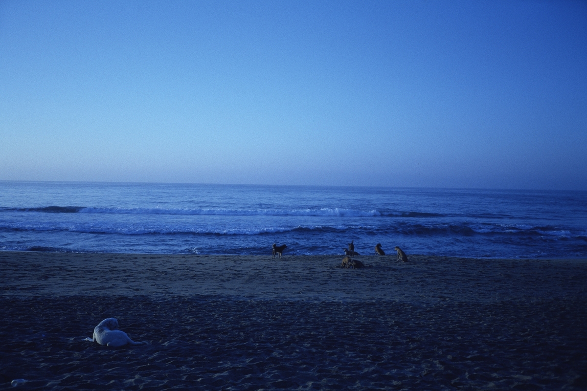 Fotografiene viser Zipolitestranden i Mexico. En strand som ha rykte på seg for å være et sted man aldri kommer seg bort fra. Kunstneren har fotografert løshunder på stranden hver morgen kl 06.00. En løshund (også kalt streifehund), er en hund som ferdes fritt uten tilsyn. Bildene er tatt over en periode på en måned, hvor kunstneren satt hver morgen og observerte hundene.