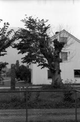 "Bjørnsonalmen", Eikesdalen. Dette var siste året almen stod