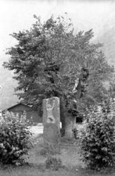 "Bjørnsonalmen", Eikesdalen. Dette var siste året almen stod