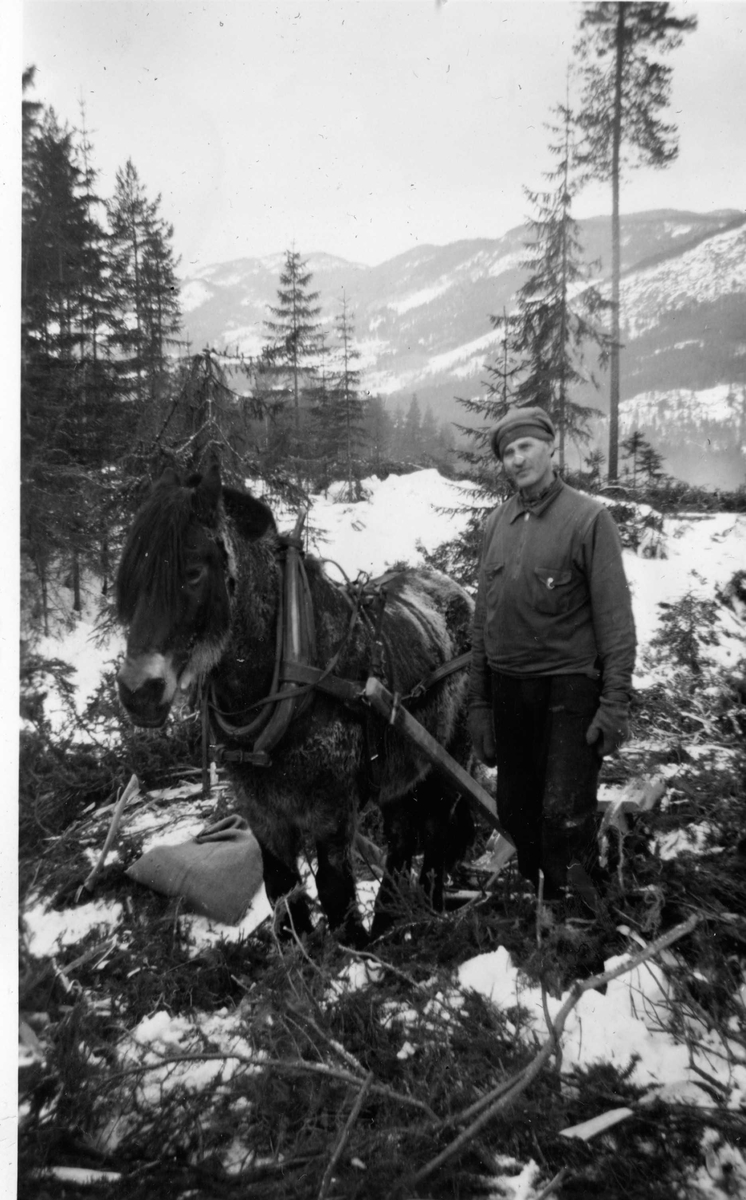Skogsarbeid køyring av tømmer med hest.
Mekkel Eilevson  Øynebråten med hesten.