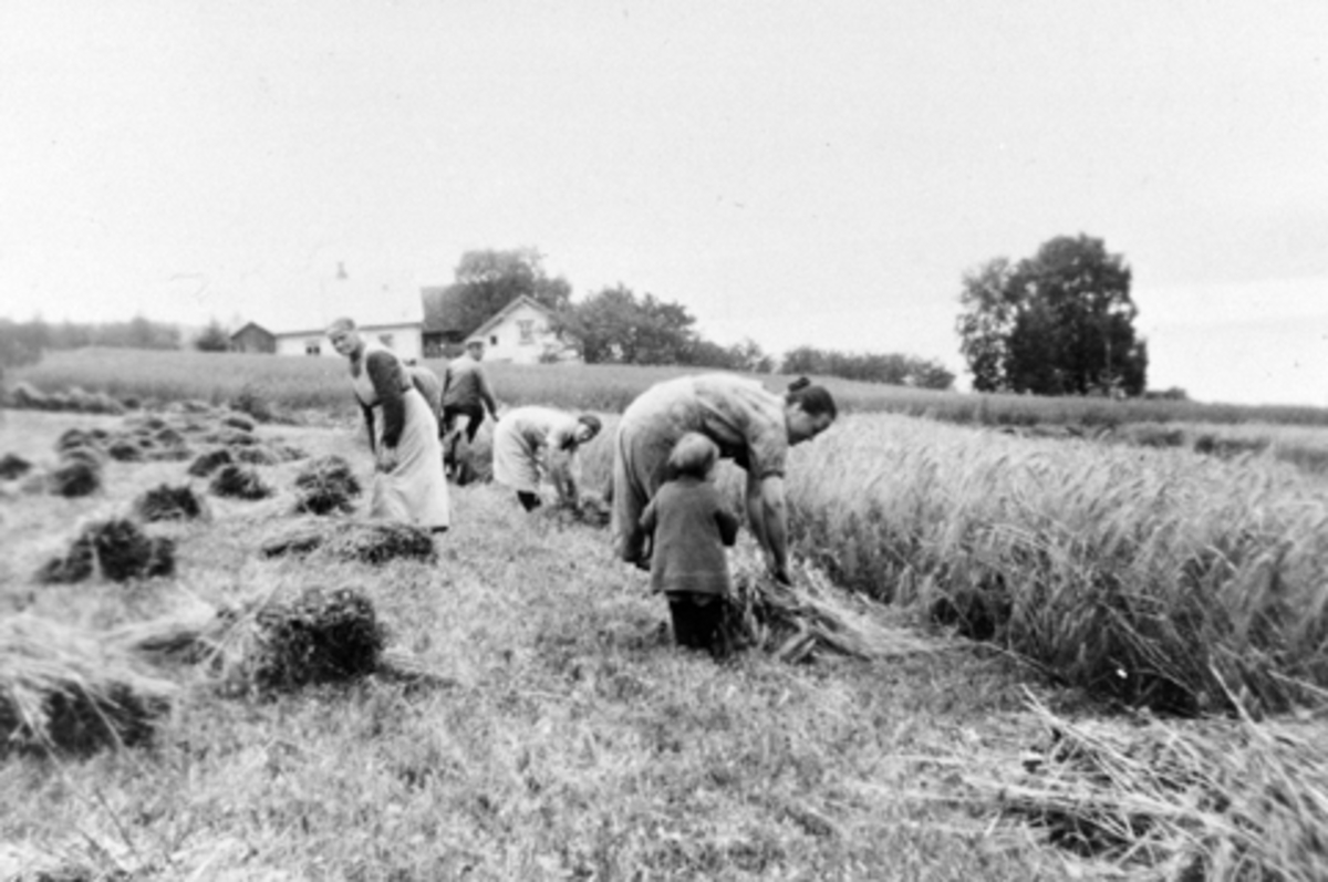 Binder korn for hånd i skuronna på Bakkom, Nes, Hedmark. Nils Sørbo (1888-1970) kjører slåmaskin. Til venstre er hans mor Sigrid (1862-1938), trolig ei av søstrene til Nils, Ingrid Olga Kristine(1900-1965), gift med Nils, og dattera Sigrid f.1927. I bakgrunnen er Vinila, Bakken, Bakkom.