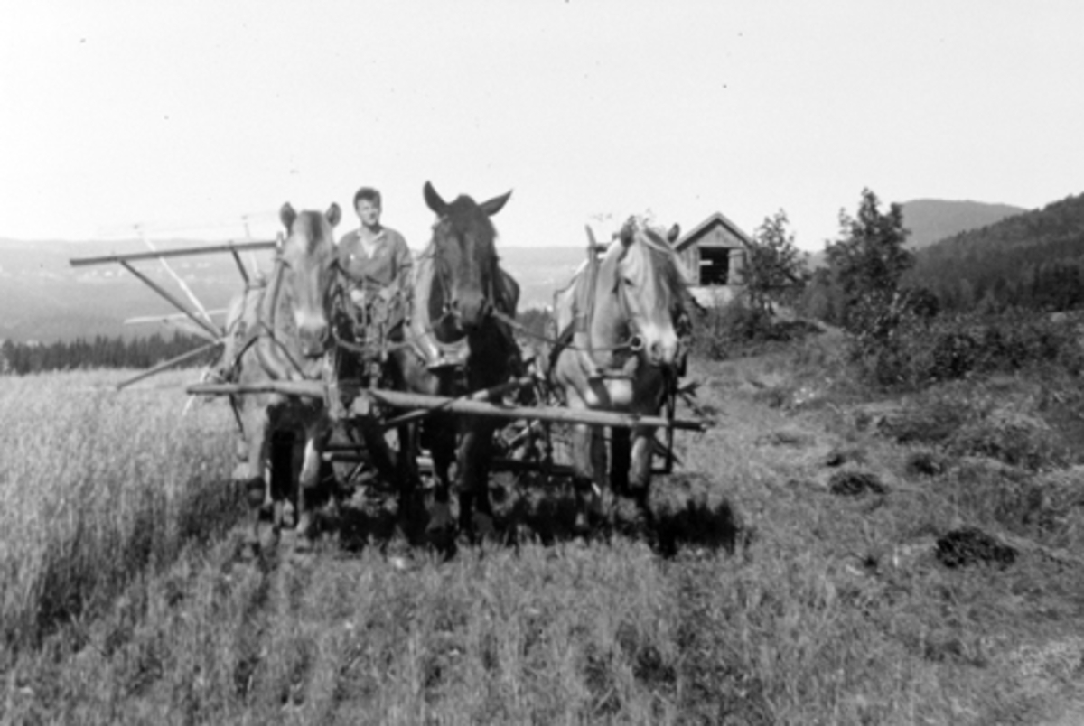 Skuronn på Mørkved store, Furnes, Ringsaker. Hester i trespann med selvbinder på enga i 1927. Kjørekar er Peter Skyberg. Hesteredskap.