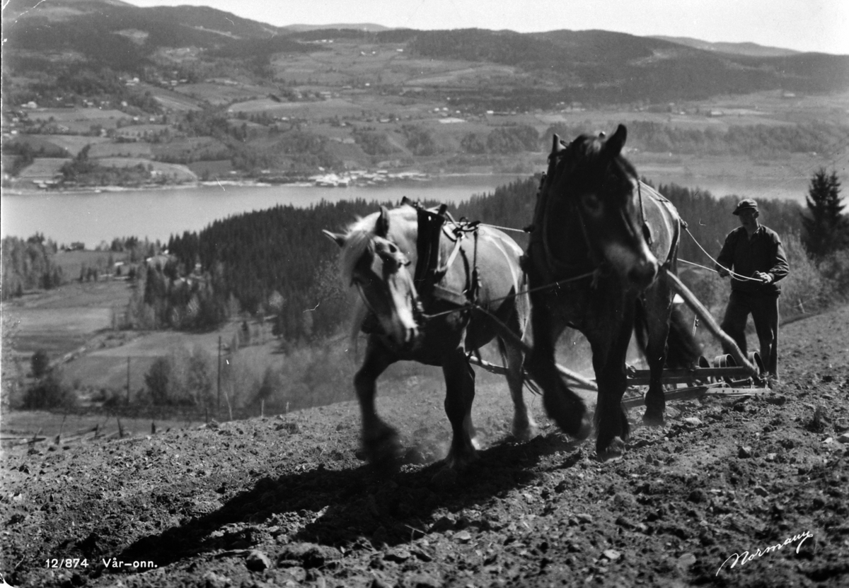 Postkort, Reistad gård på Vingnes, kusk er Johan Jakobsen på jordet "Nere Lykkja". Våronn med tospann hester. Harving med to hester,