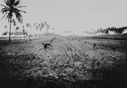 Quelimane, Mosambik. 1914. Nyplantinger av kokospalmer og an