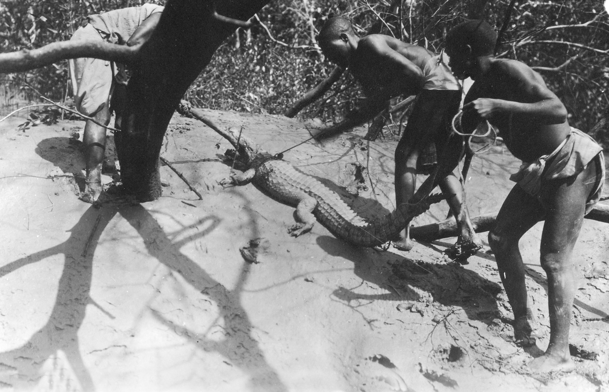 Mosambik 1914. Tre unge afrikanske gutter har fanget en liten krokodille.
