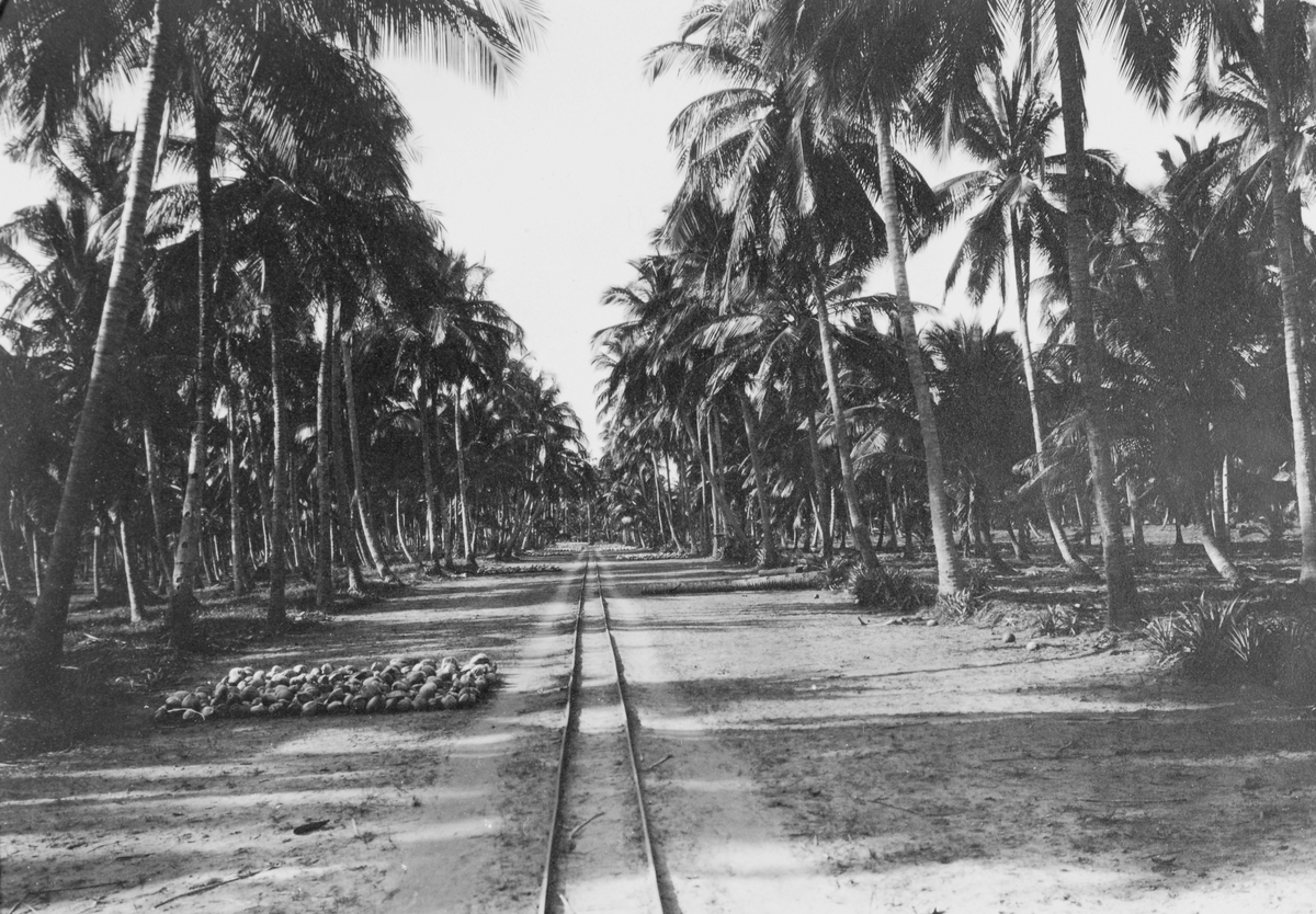 Mosambik 1914. Smalsporet jernbanelinje på en palmeplantasje i Quelimanedistriktet.