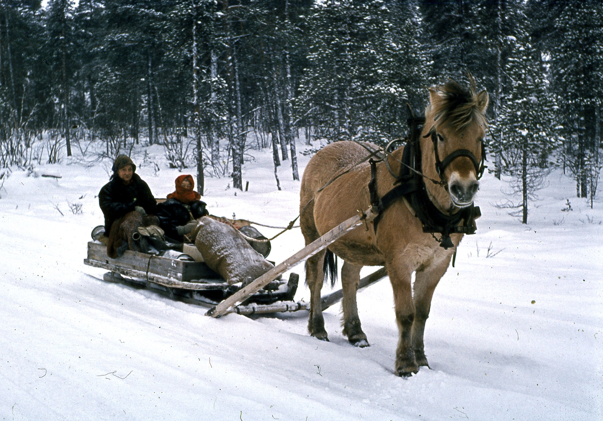 Kjøring Med Hest Anno Glomdalsmuseet Digitaltmuseum 