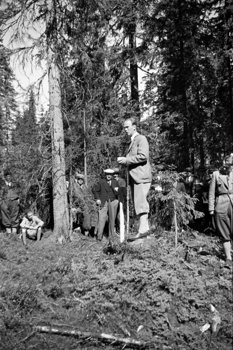 Buvika sagbruk, skogbefaring, Ringsaker allmenning. Juni 1949. 
