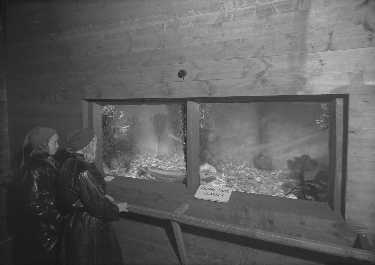 Nordmørsutstillinga i Kristiansund 1950. Akvariet