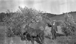 PORTR: BERNHARD TULLOM, HEST M/FØLL, NES.