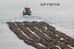 Buntfløting av tømmer med slepebåt i Skiensvassdraget høsten