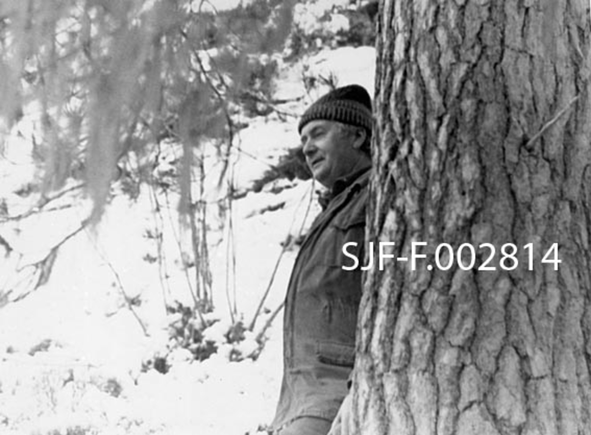 Mann ved uvanlig diger furustamme.  Mannen er Ivar Tolaas (1931-2015), som er vinterkledd med vindjakke og topplue. Han står tett inntil treet, med hodet og brystkassa foran og skuldrene skjult bak stammen.  Fotografiet viser likevel at mannen blir liten ved siden av denne furua.  I bakgrunnen en snødekt skråning.  Fotografiet er tatt på Langåsen i Bolsøy i Romsdalen, der det var et mindre bestand med gammelskog som ble avvirket tidlig i 1950-åra (jfr. SJF-F. 002819)