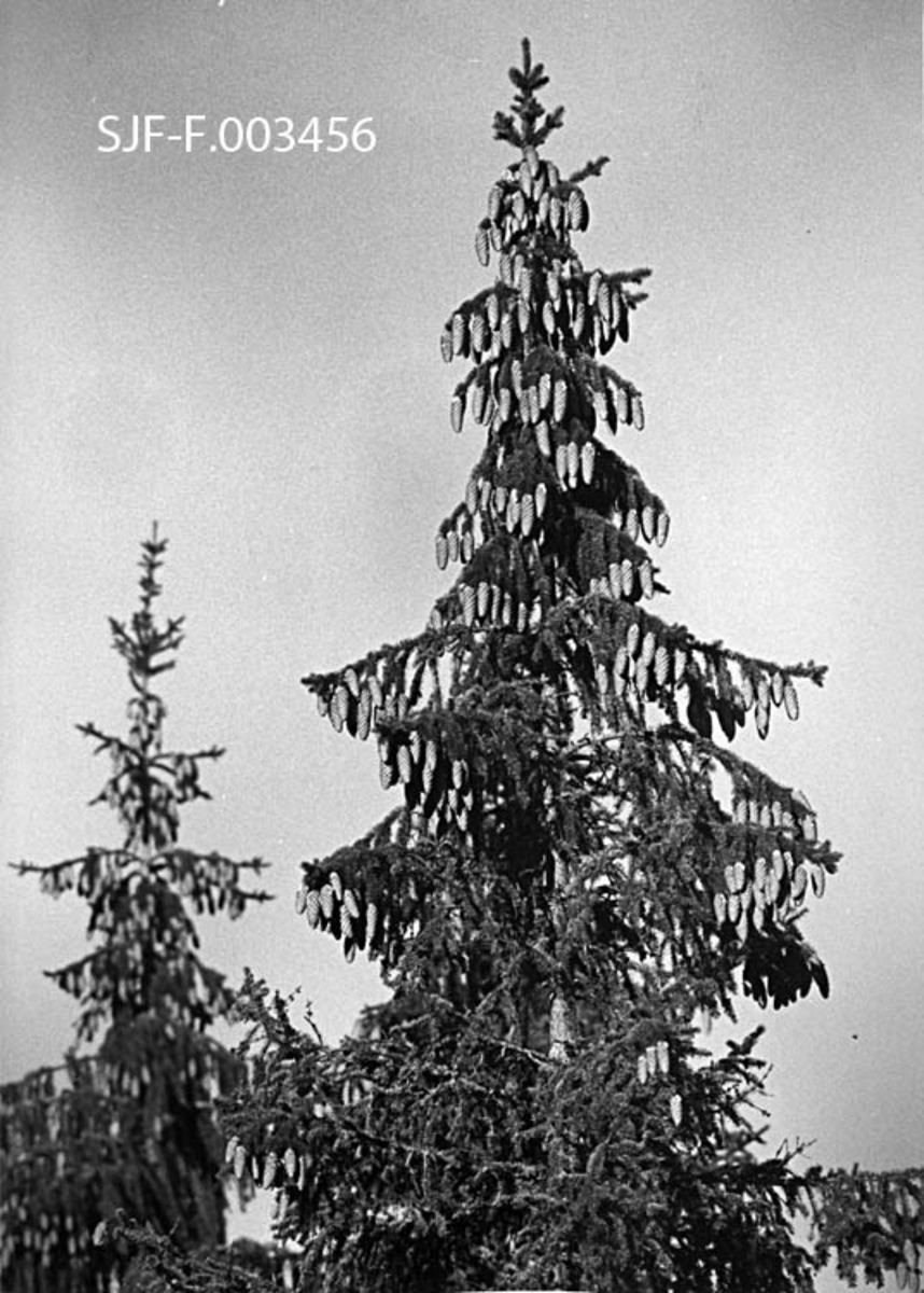 Grantopper med tett konglesetting.  Dette ser ut til å ha vært relativt store og gamle trær.  Fotografiet ble tatt i Rokoberget i Løten høsten 1983, i samband med at Norsk Skogbruksmuseum skulle dokumentere konglesanking fra felte trær i det samme området. 