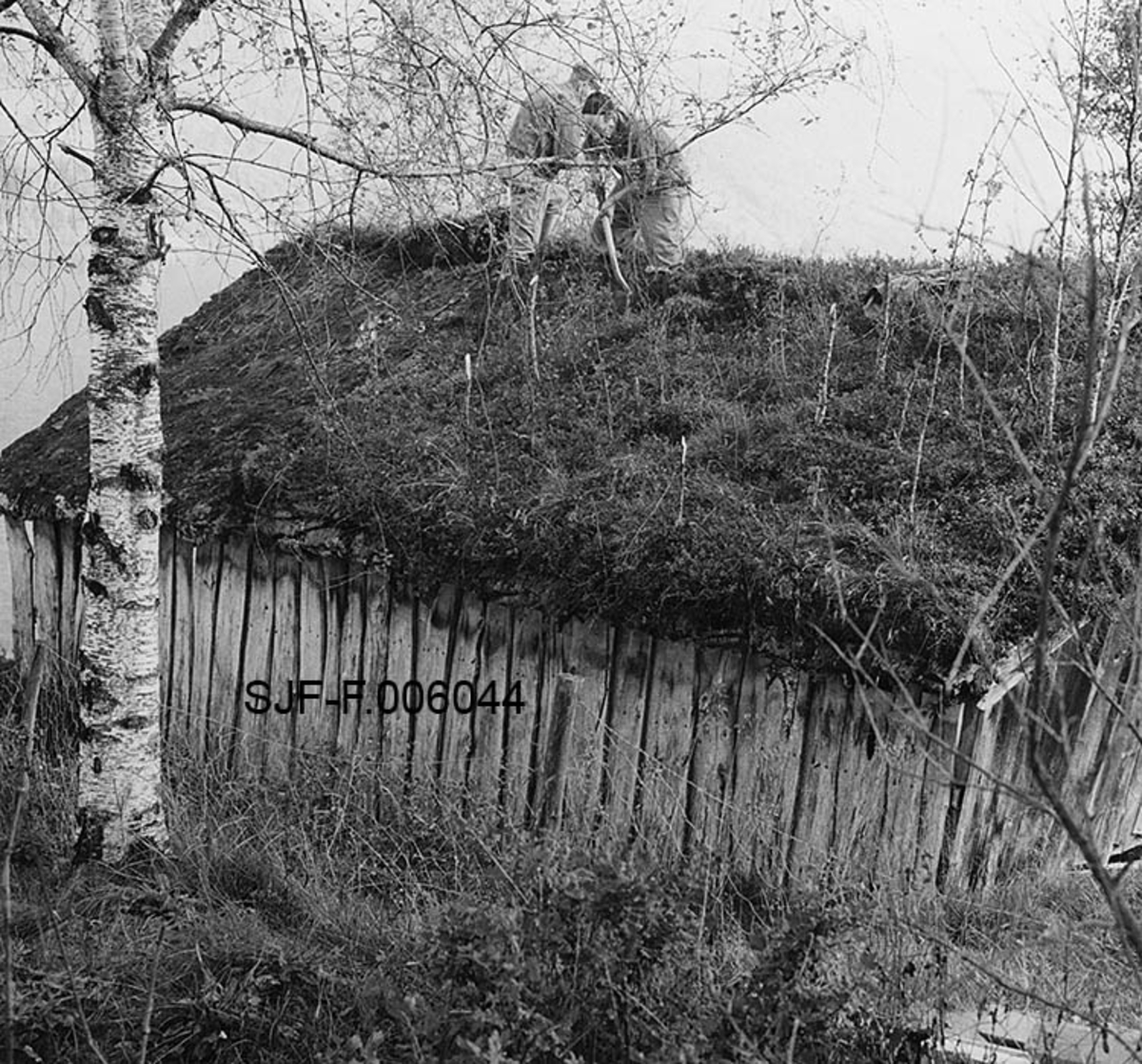 Naustet til Nikolai J. Gjesdal (1889-1973) ved Vassenden i Jølster i Sunnfjord i Sogn og Fjordane.  Fotografiet er tatt fra bakkekammen på oversida av bygningen, mot den ene av langveggene og den ene sida av saltaket. Naustet er en umalt, bordkledd stavkonstruksjon med torvtekt sperretak.  På taket vokste det en god del lauvtrær da fotografiet ble tatt, noe som vel tyder på at det var ei stund siden taket ble lagt om da dette fotografiet ble tatt.  Det skjedde i 1968, da to arbeidskledde menn var i ferd med å spa ned torva fra taket.  Dette arbeidet ble gjort med henblikk på at naustet skulle demonteres og flyttes til Elverum, hvor det ble gjenoppført i Norsk Skogmuseums friluftsmuseum på Prestøya. I forgrunnen til venstre sto det ei bjørk, i bakgrunnen skimtes vannspeilet på Jølstravatnet. 

Jølsternaustet er 790 centimeter langt og 456 centimeter bredt og har følgelig ei grunnflate på 36 kvadratmeter. På gavlen mot vassdraget er rafthøyden 217 og mønehøyden 365 centimeter.  På den bakre eller vestre gavlen er rafthøyden 125 og mønehøyden 258 centimeter.