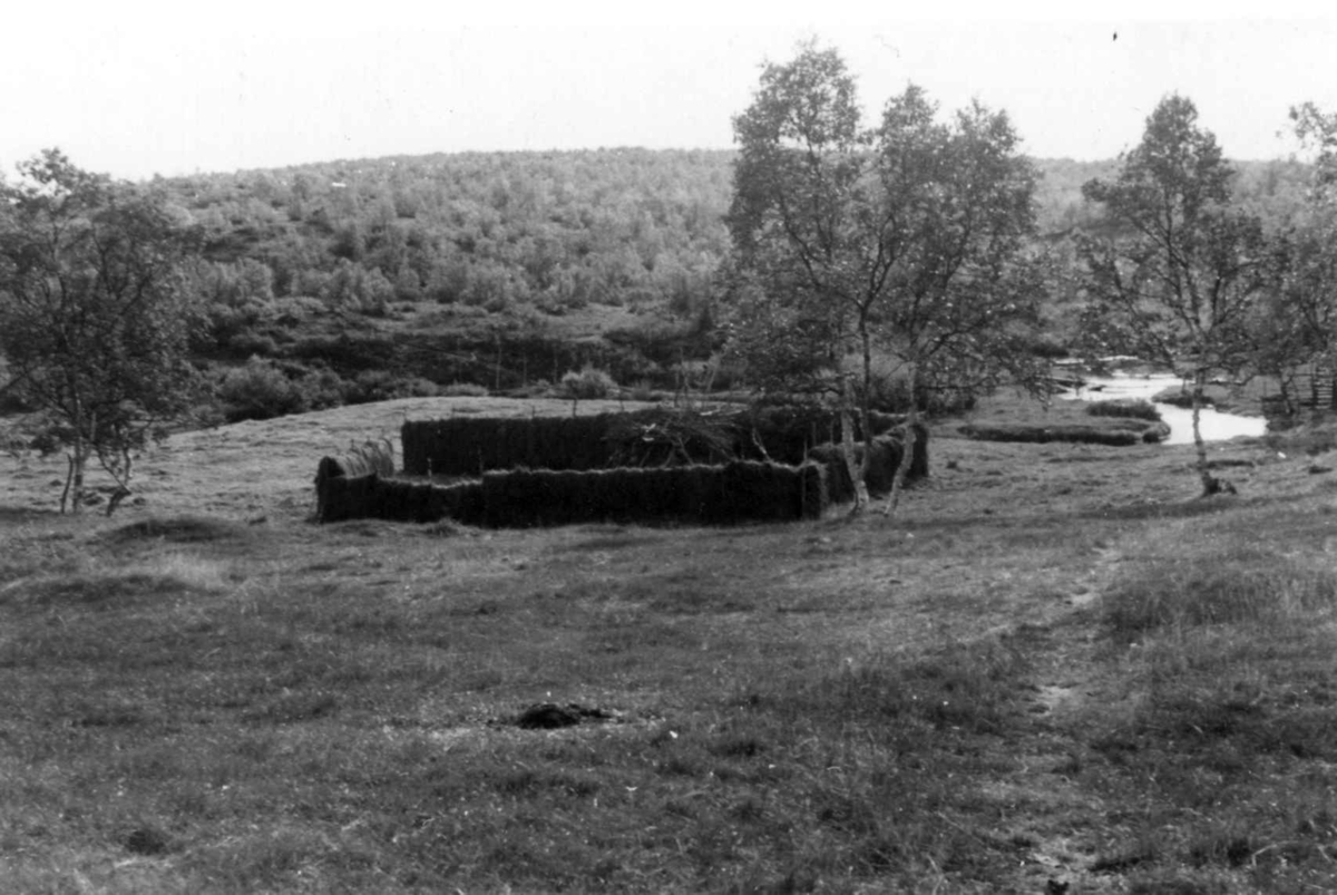 Hesjer med høy på Ole J. Bærs gård. Avzzeuobme 1953.