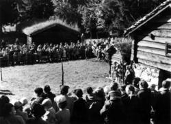 Saueklipping med publikum i 1954.