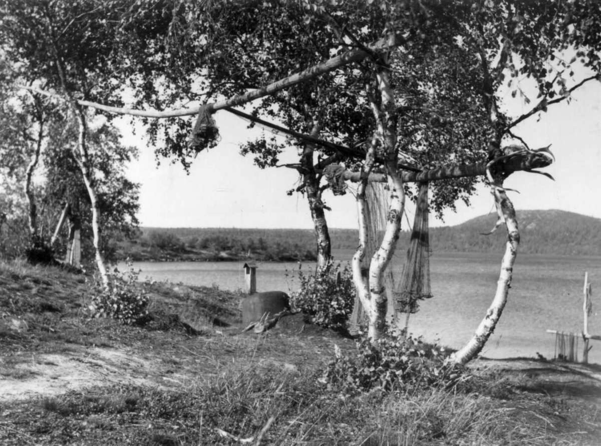 Fiskegarn hengt til tørk på stokker mellom trær, hos skoltesamer. Sevettijärvi 1959.