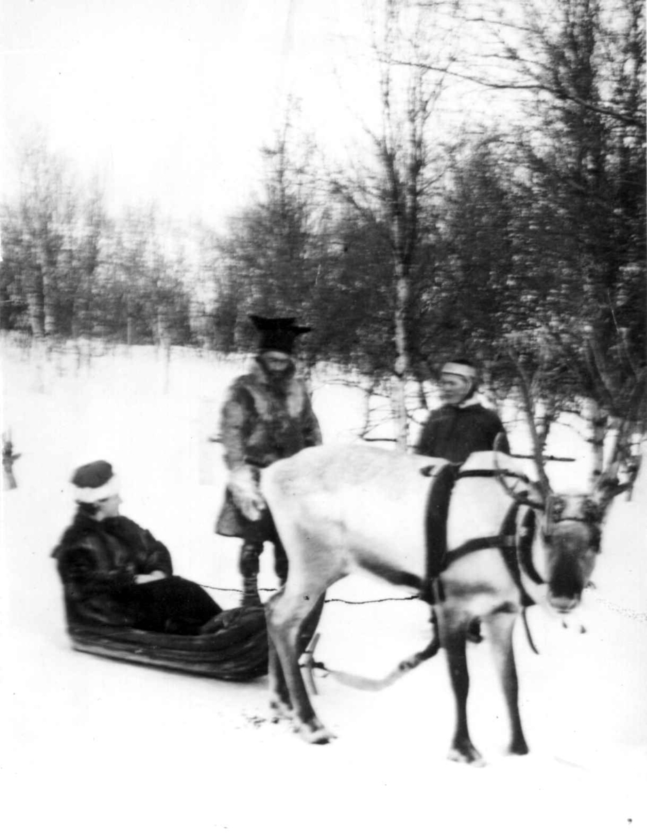 Ellisif Wessel trukket i pulk av rein møter samer ved doktorgården Solheim, Kirkenes, Finnmark, før 1900.
