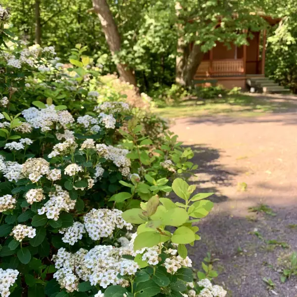 Paviljongen ved Sæterhytten ved Bygdø Kongsgård, bugnende sommerløv og blomsterhekk